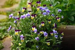 Tweejarige bloem - Viooltjes (Viola tricolor) - Beschikbaar in vele kleuren, bloeien ze meestal vroeg in het voorjaar - Tuinhier Oudenburg