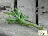 De citroengeranium  - pelargonium graveolens - stekken - Tuinhier Oudenburg
