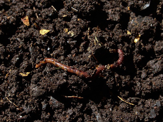 Compost worm - Tuinhier Oudenburg