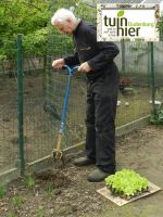 uitplanten slaplantjes - Tuinhier Oudenburg