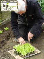 uitplanten slaplantjes - Tuinhier Oudenburg