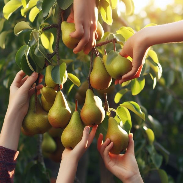 Het oogsten van peren - Tuinhier Oudenburg