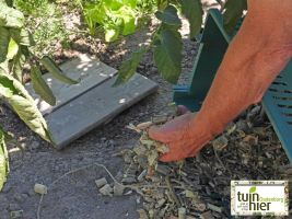 Tomaten - Moestuin houthaseling - mulch - Efficiënt waterbeheer   - Tuinhier Oudenburg