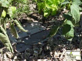 Tomaten - Moestuin houthaseling - mulch - Efficiënt waterbeheer   - Tuinhier Oudenburg