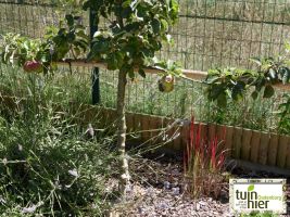 Lavendel - appelboom - Siertuin houthaseling - mulch - Efficiënt waterbeheer   - Tuinhier Oudenburg