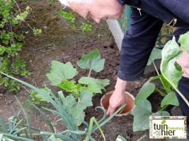 Terracotta plantenpot in de grond brengen - Efficiënt waterbeheer Terracotta  - Tuinhier Oudenburg