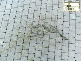 Takken Krulwilg - Salix babylonica - Tuinhier Oudenburg
