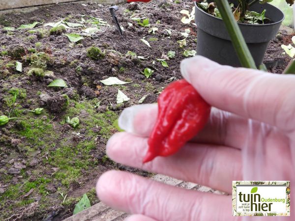 Oogsten van de heetste peper ter wereld - Carolina Reaper - Tuinhier Oudenburg