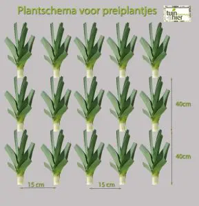 Plant schema voor prei plantjes
