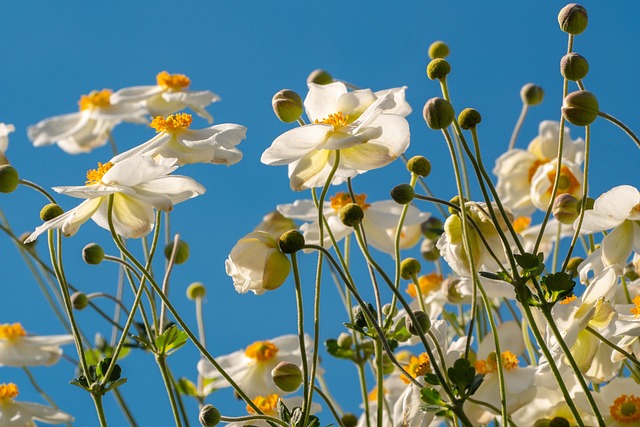 Anemone hupehensis - Herfstanemoon, Chinese anemoon, Japanse anemoon - slak werende plant