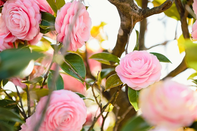 Camellia japonica - Camelia - Akelei - slak werende plant