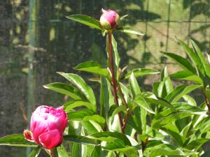 Paeonia - Pioenroos, kerkroos - Tuinhier Oudenburg