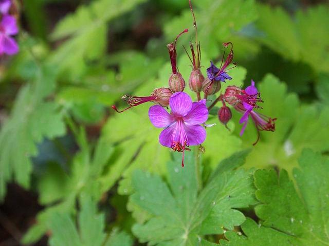 Geranium macrorrhizum - Ooievaarsbek