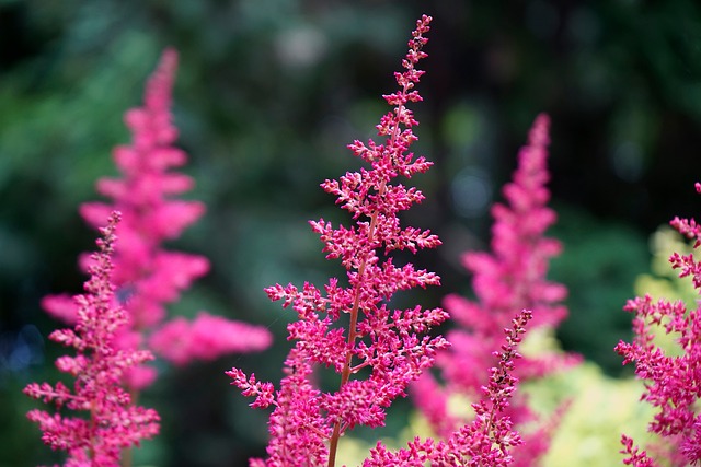 Astilbe - Pluimspirea - Tuinhier Oudenburg