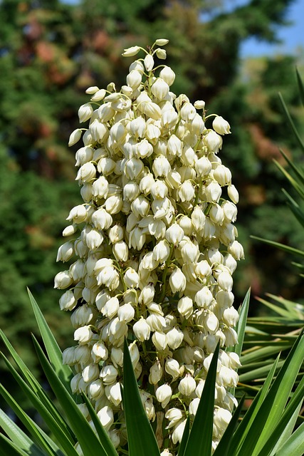 Yucca filamentosa - Palmlelies