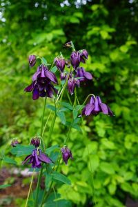 Aquilegia vulgaris - Akelei - slak werende plant