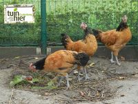 Drie vorwerk kippen - slakken eters - Tuinhier Oudenburg