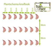 Plantschema knoflook - Tuinhier Oudenburg