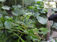 Planten met knoflookgier spuiten - Tuinhier Oudenburg