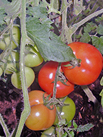 Tomaten - Tuinhier Oudenburg