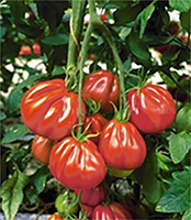 Groepsaankoop tolerante plantaardappelen en tomatenplanten - Coeur de Bœuf tomaat - Tuinhier Oudenburg
