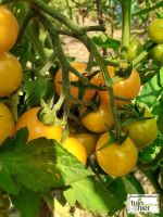 Sunviva - Zaadwinning tomaten - Tuinhier Oudenburg