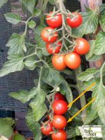PrimaBella - Zaadwinning tomaten - Tuinhier Oudenburg