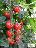 PrimaBella - Zaadwinning tomaten - Tuinhier Oudenburg