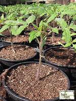Tomatenplant - Tuinhier Oudenburg