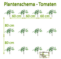 Plant schema van de tomaten - Tuinhier Oudenburg
