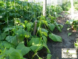 Stokbonen - Boerentenen planten - Tuinhier Oudenburg
