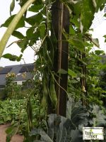 Stokbonen - Boerentenen planten - Tuinhier Oudenburg