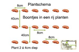 plantenschema - in rijtjes planten van bonen - Tuinhier Oudenburg