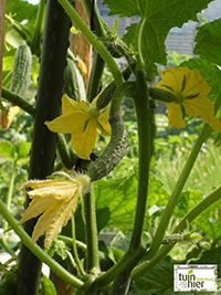 Vrouwelijke komkommer bloem - Tuinhier Oudenburg