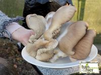 Vers geteelde oesterzwammen - Tuinhier Oudenburg